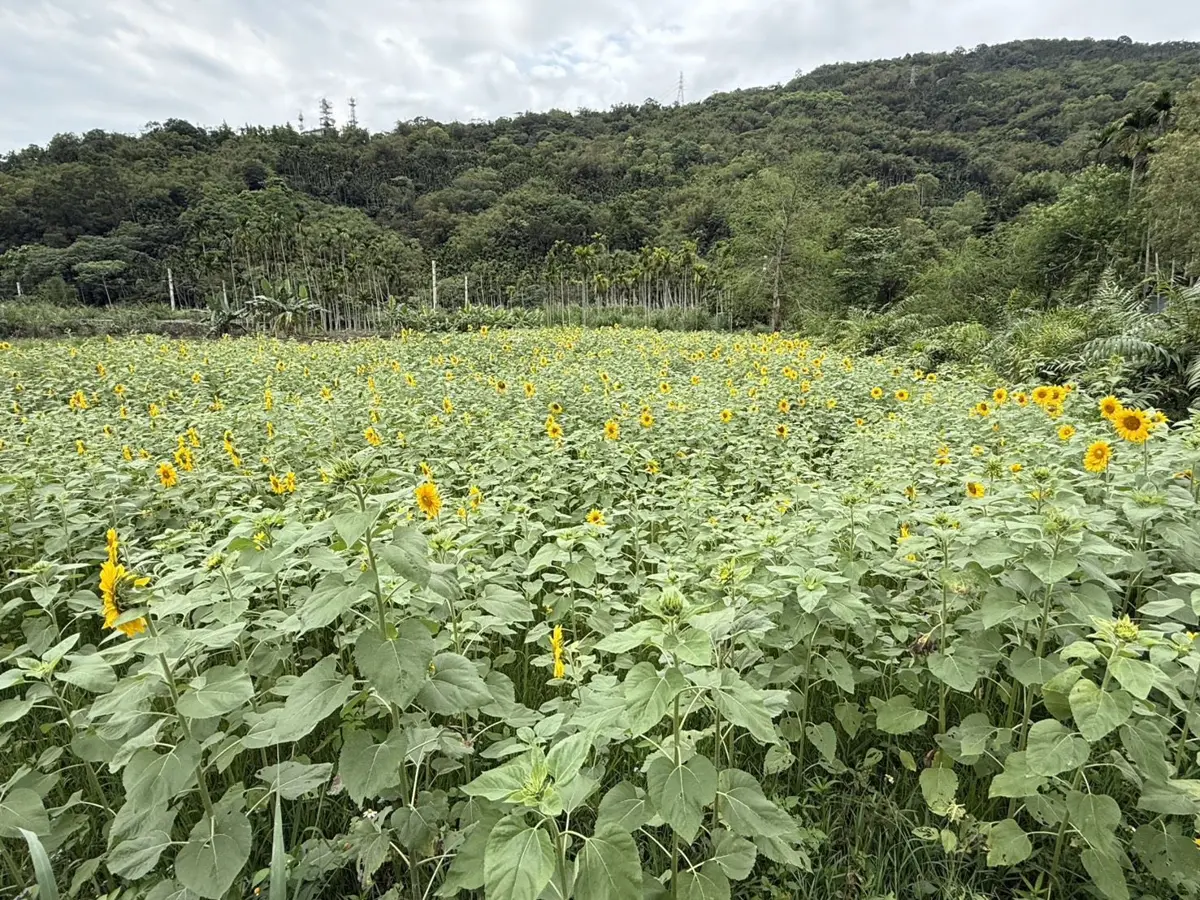 圖片來源:花蓮縣政府