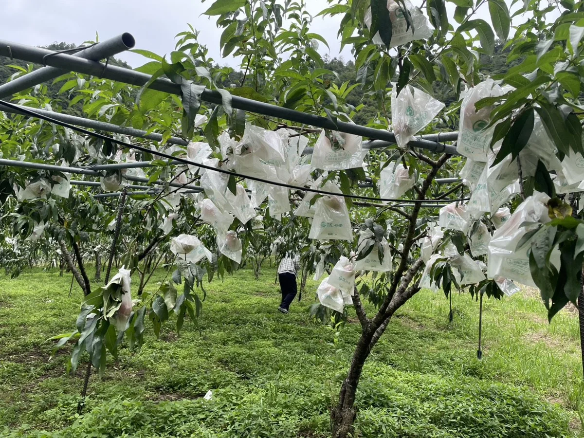 圖片來源:新竹縣政府