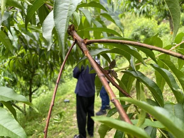 圖片來源：新竹縣政府