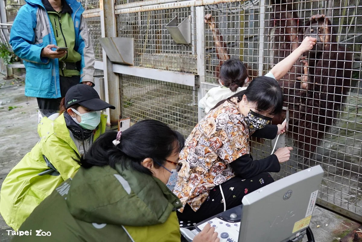 【世界動物日】大貓熊「圓圓」主動量血壓！台北市立動物園公開動物訓練3大秘辛