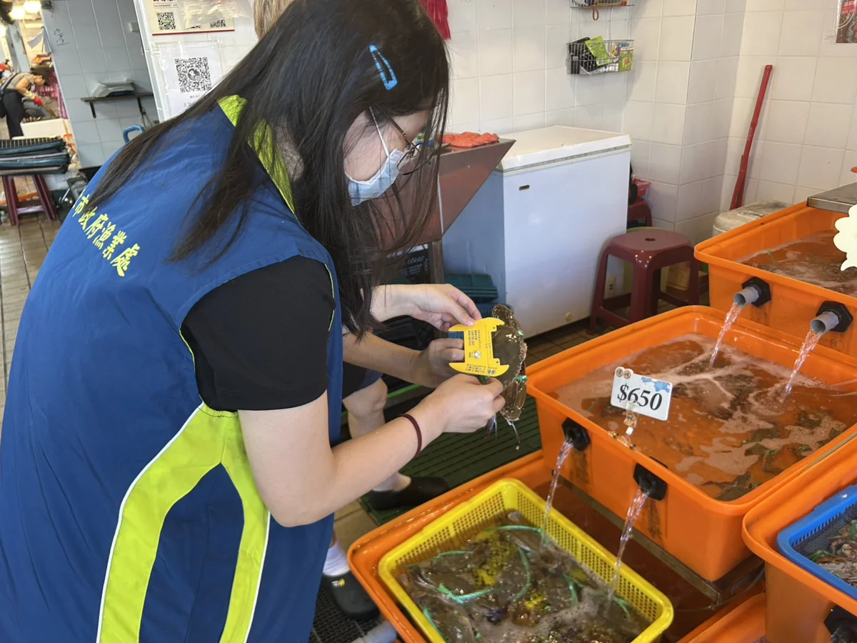 8月起禁捕抱卵母蟹!新北漁業處祭重罰:違者最高開罰15萬