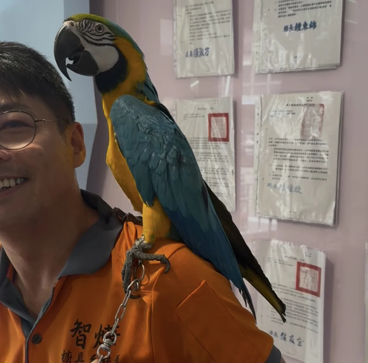 新北鸚鵡飛失激增2倍!響應世界寵物鳥日 動保處推寵物登記送300元新北幣