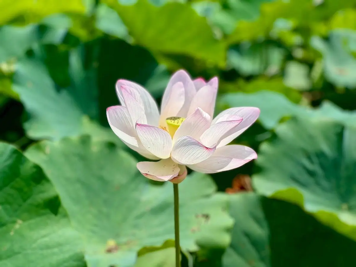 圖片來源:新北市政府