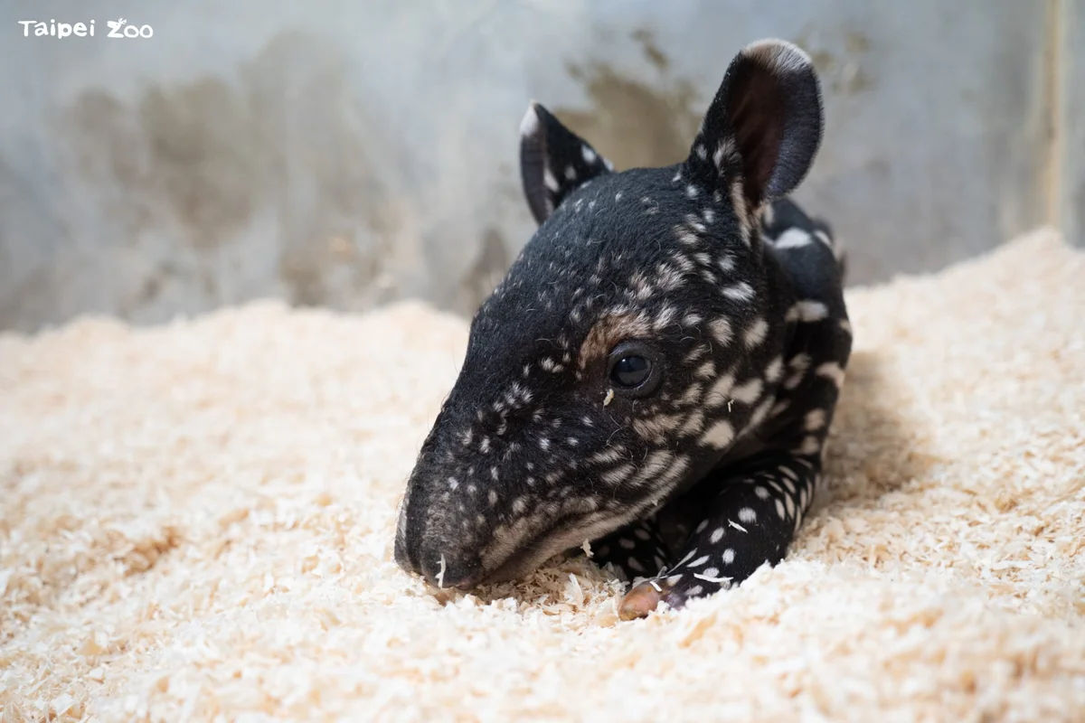 圖片來源：臺北市政府