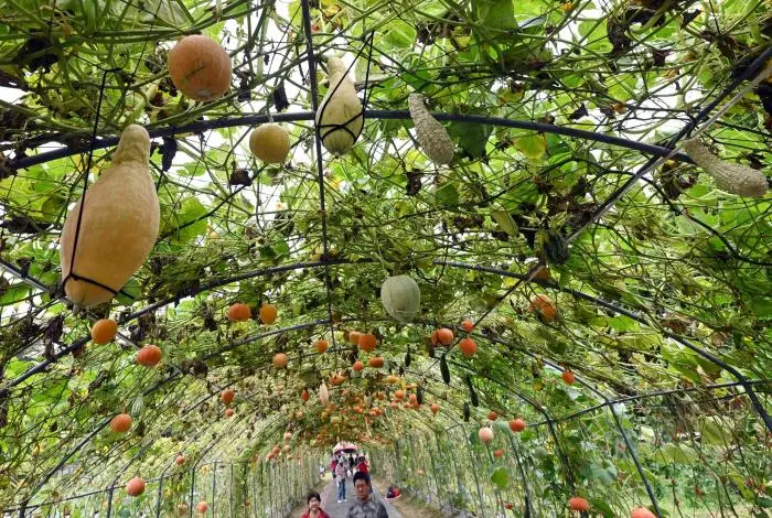 造橋南瓜季登場！百米夢幻隧道、奇特南瓜聯合國，週末就衝苗栗
