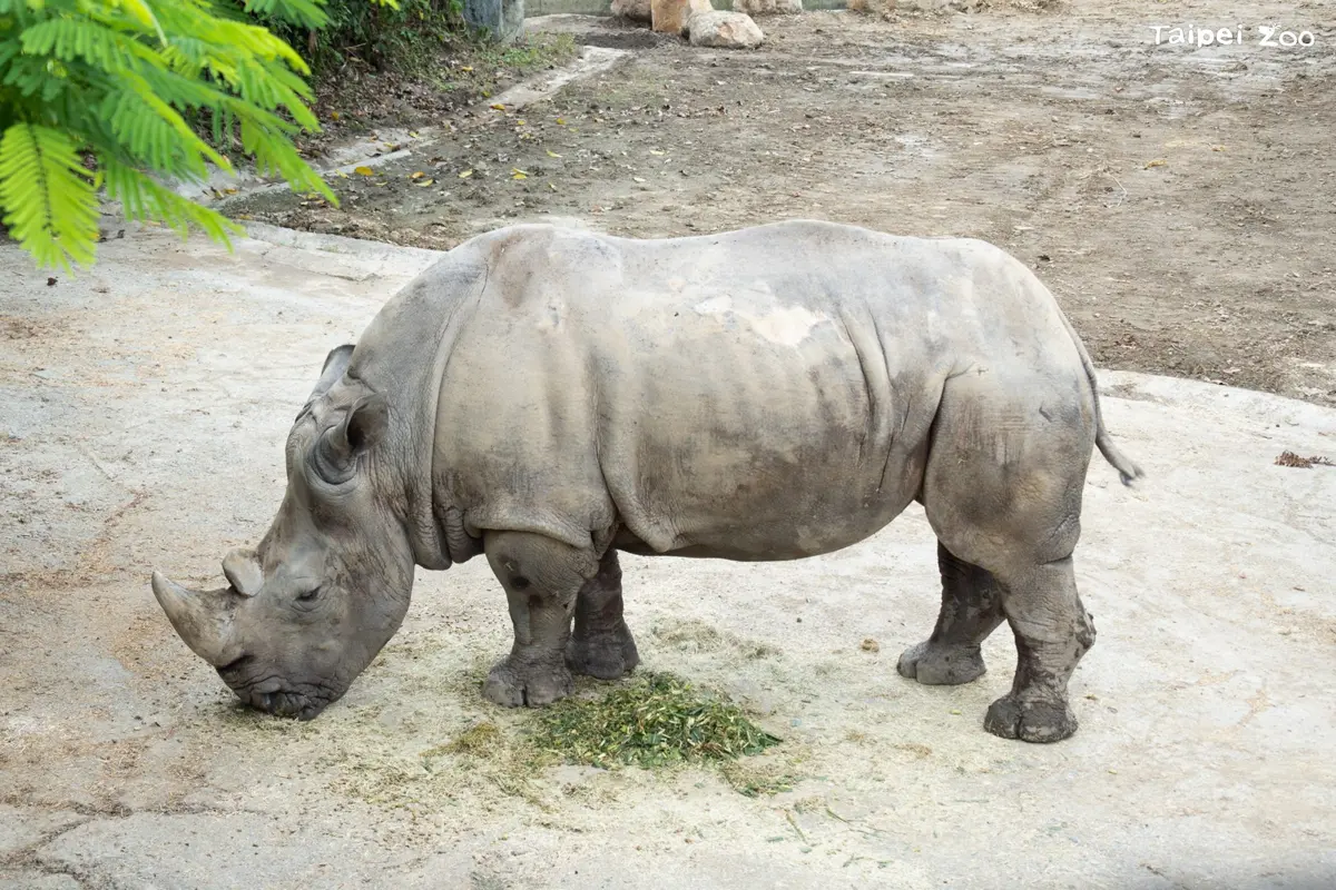 慟!動物園38歲白犀牛「犀慧」倒地抽搐猝逝 初判死因為細菌感染與腫瘤
