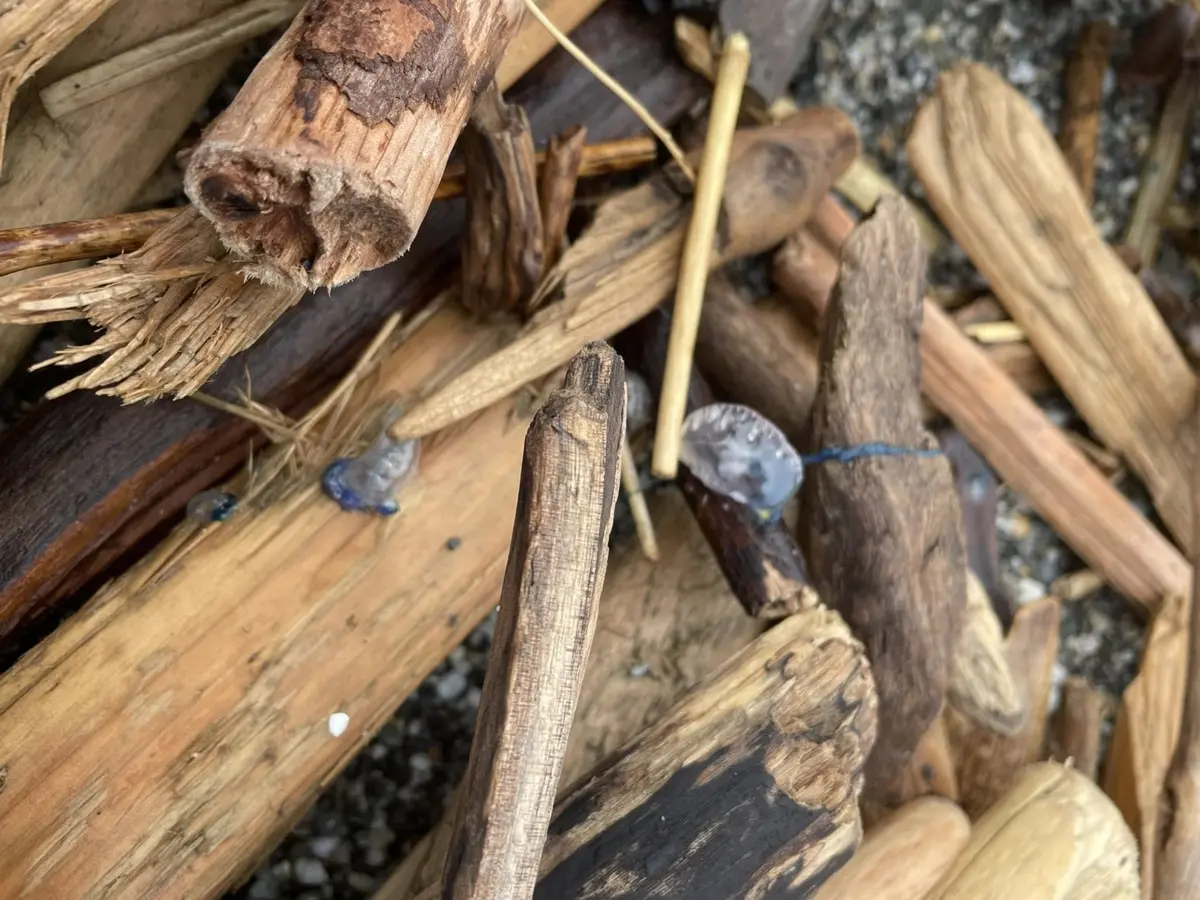劇毒「僧帽水母」混雜漂流木 花蓮海堤「尋寶」要小心!