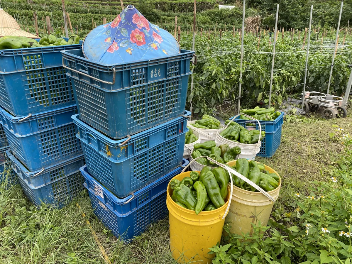 薔琵颱風外圍環流發威!新竹縣防範局部豪雨 農漁牧5大防災攻略必看