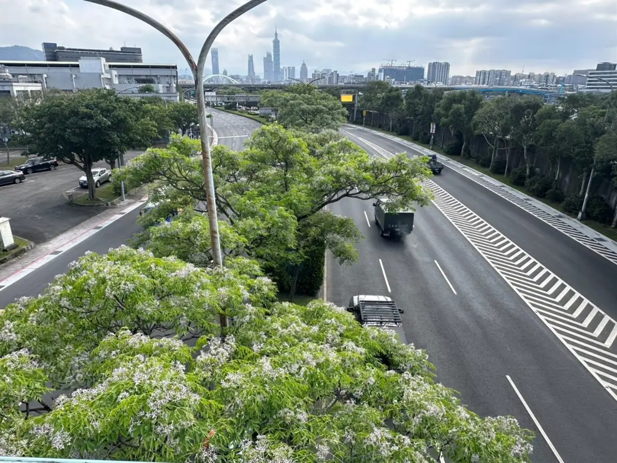 內湖紫爆!堤頂大道500棵苦楝花海盛開,空橋俯瞰如夢幻紫色雲端