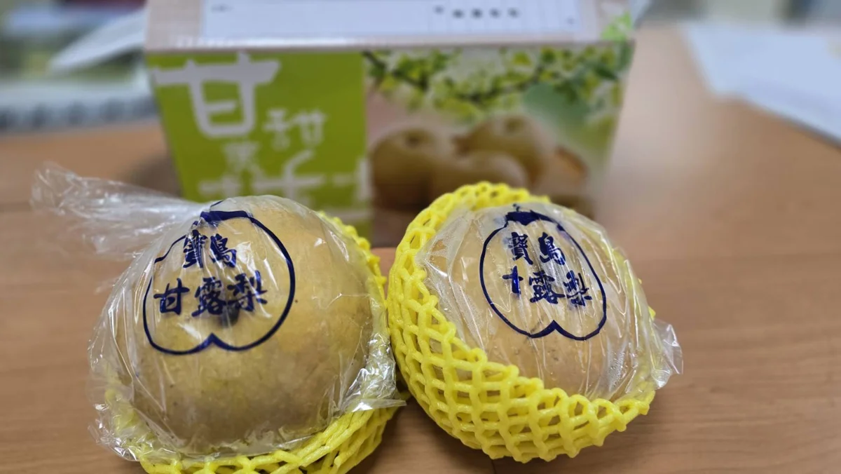 苗栗甘露梨進軍新加坡!2顆賣75新幣 主打高端中秋送禮市場