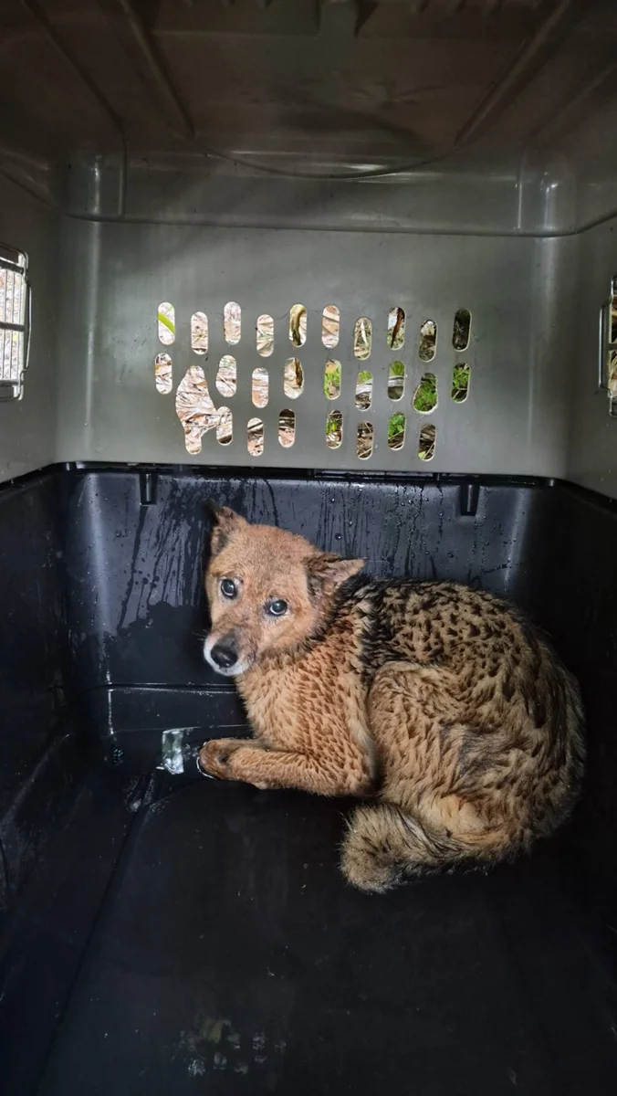 坪林獨居飼主離世留13犬!愛犬「死守遺體」拒離開惹鼻酸