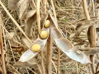 圖片來源:臺中市政府