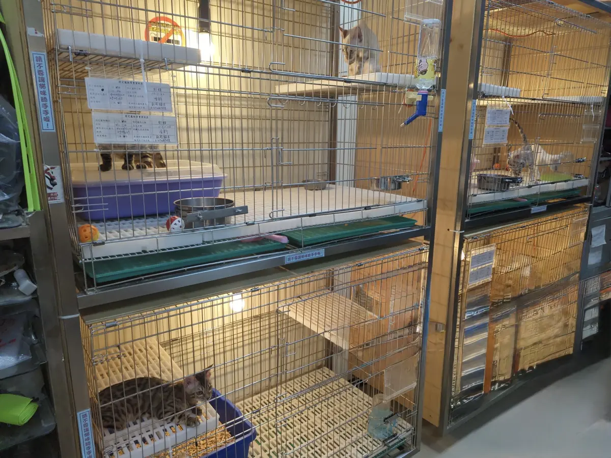 新北遊蕩犬調查出爐!林口、淡水5區列熱區,工廠犬「三合一」達標率竟破95%