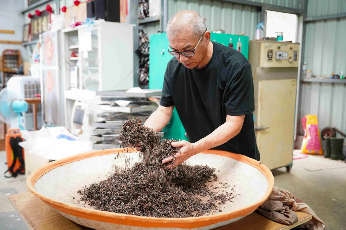 新北美人茶評鑑出爐！三芝茶農粟益民6屆奪3冠 蟬聯特等獎