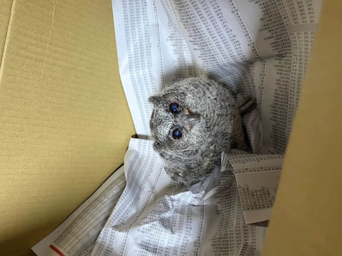 發現落單幼鳥別亂撿!新北動保處揭「三不原則」關鍵,每年救援6千件野生動物