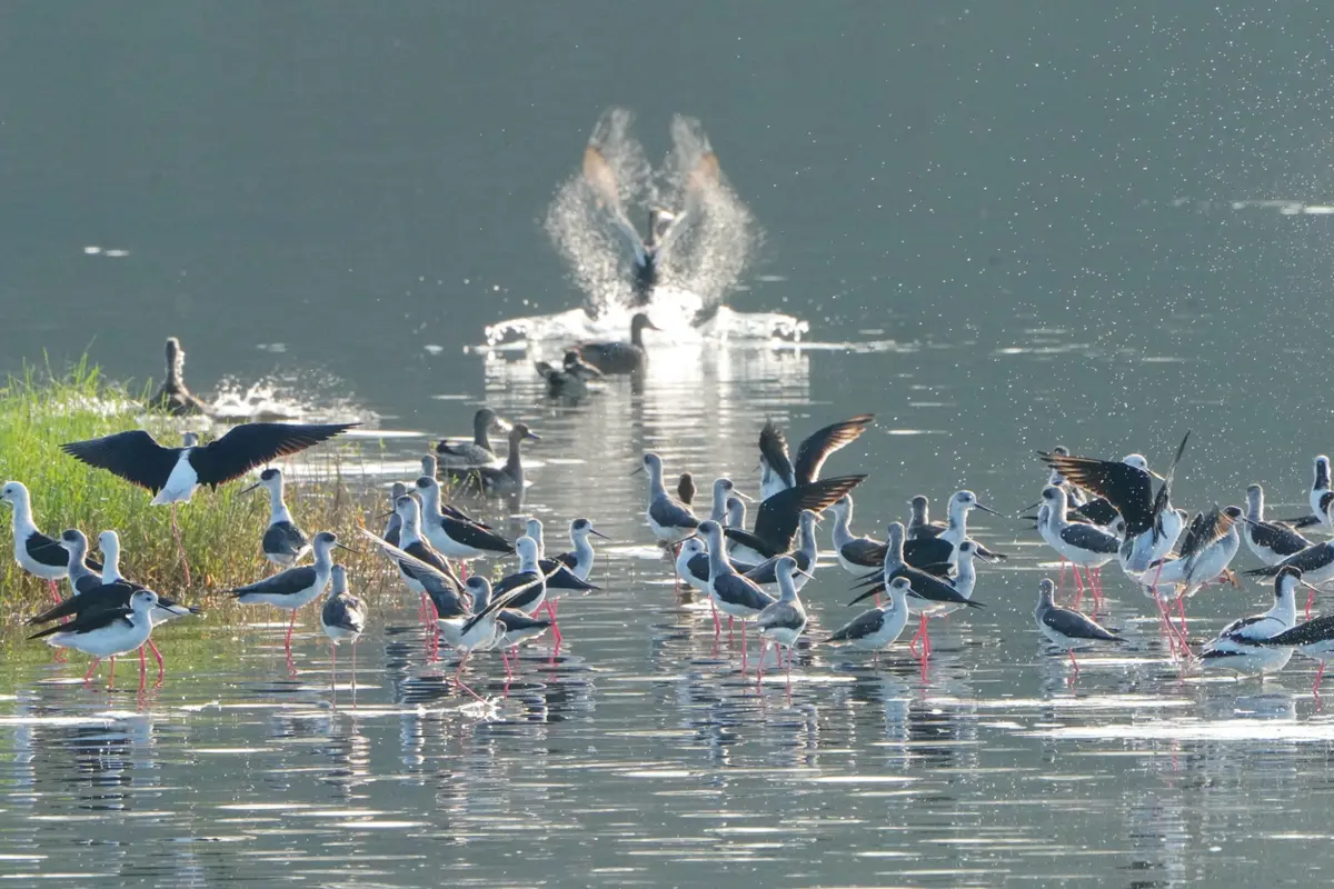 新竹金城湖水鳥季登場!黑面琵鷺、白額雁現蹤,一日限定生態導覽錯過等明年