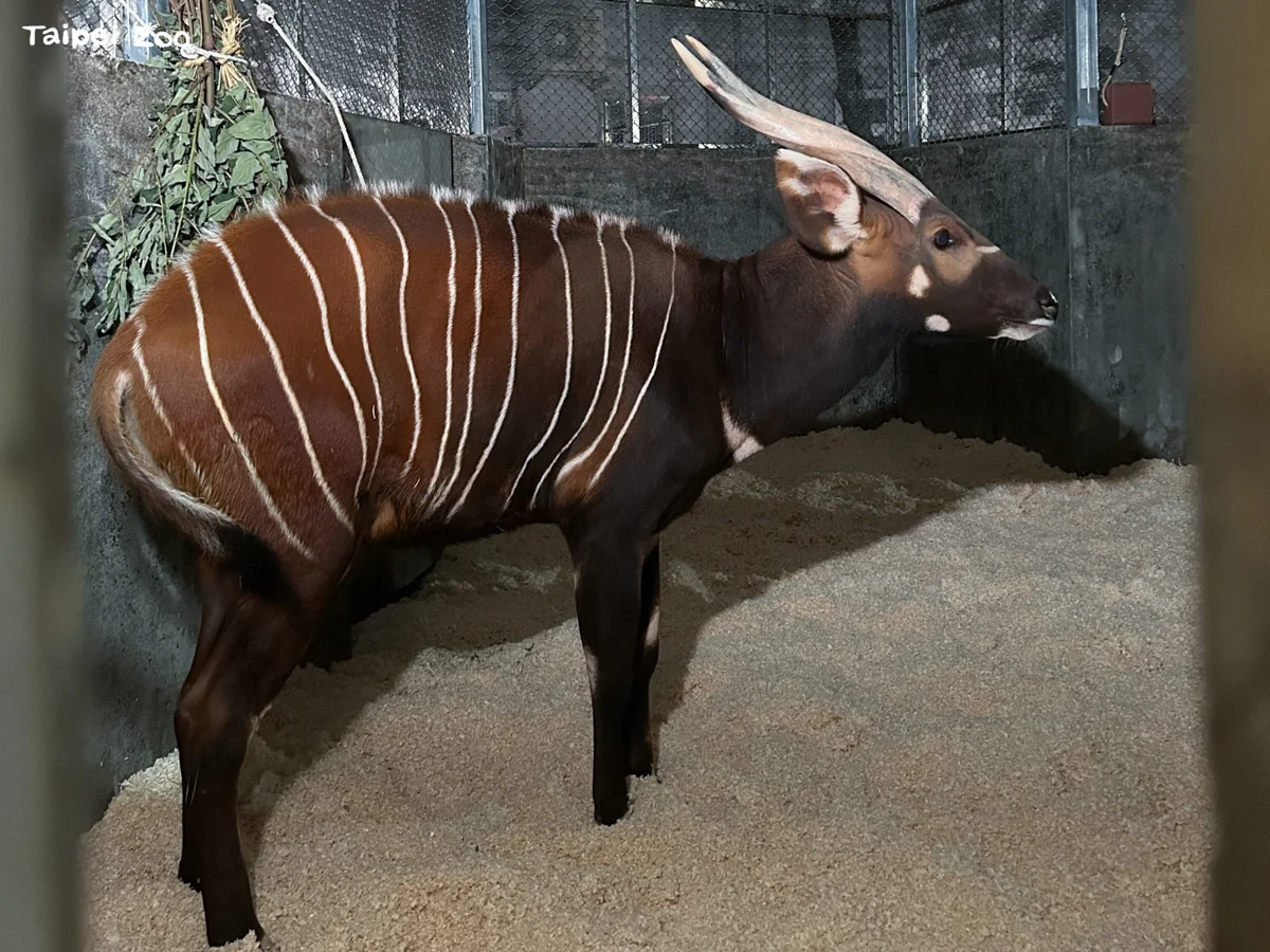 臺北市立動物園添生力軍!極危「山地斑哥條紋羚」Harris飛越20小時抵臺