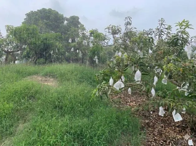 圖片來源:臺南市政府